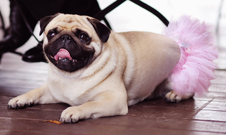 Gonna Fiore Dog